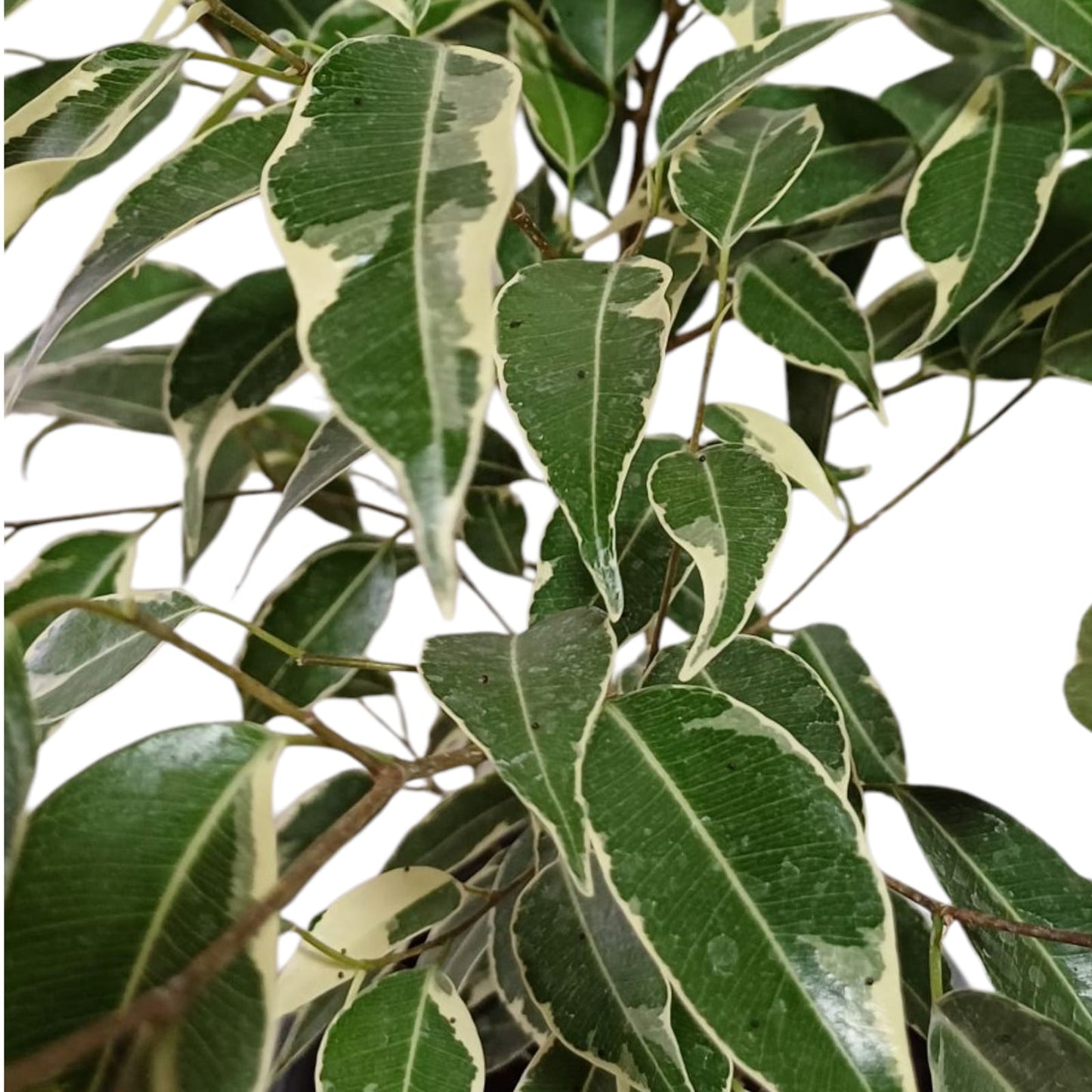 Ficus Variegado