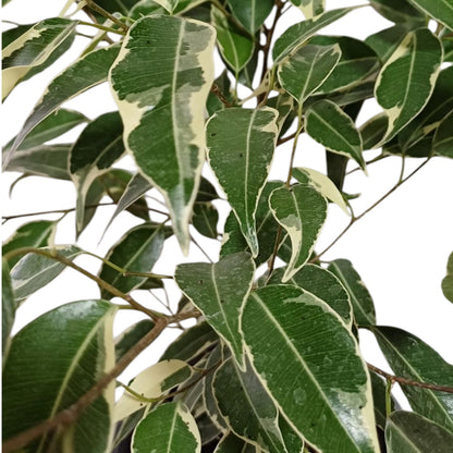 Ficus Variegado
