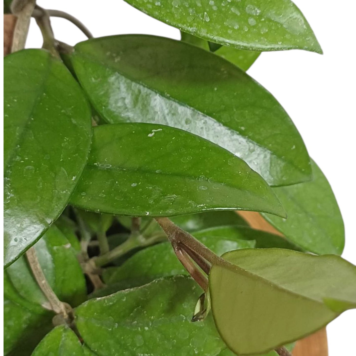 Clepia Flor de la cera