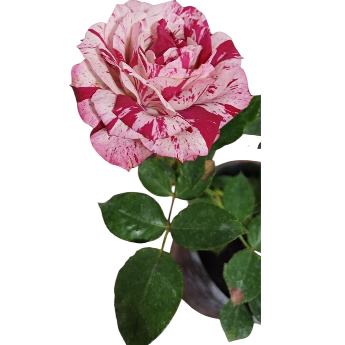 Rosa Tigre