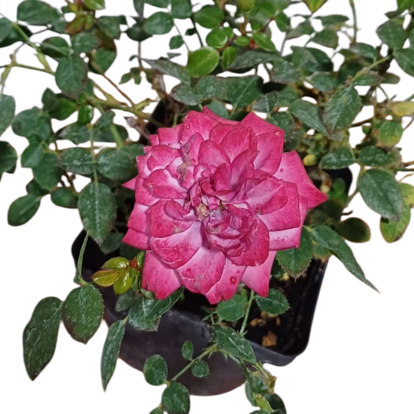 Rosa Mini