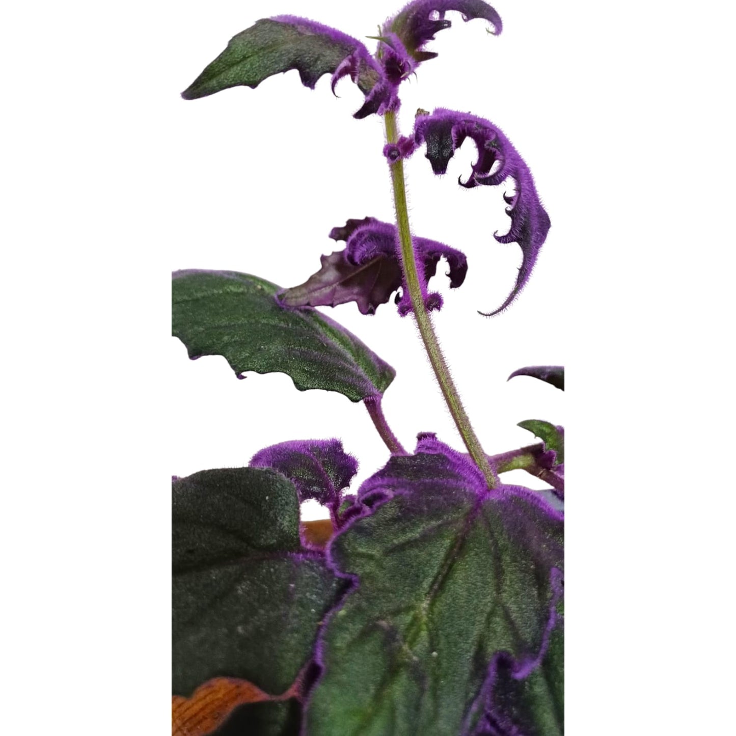 Gynura