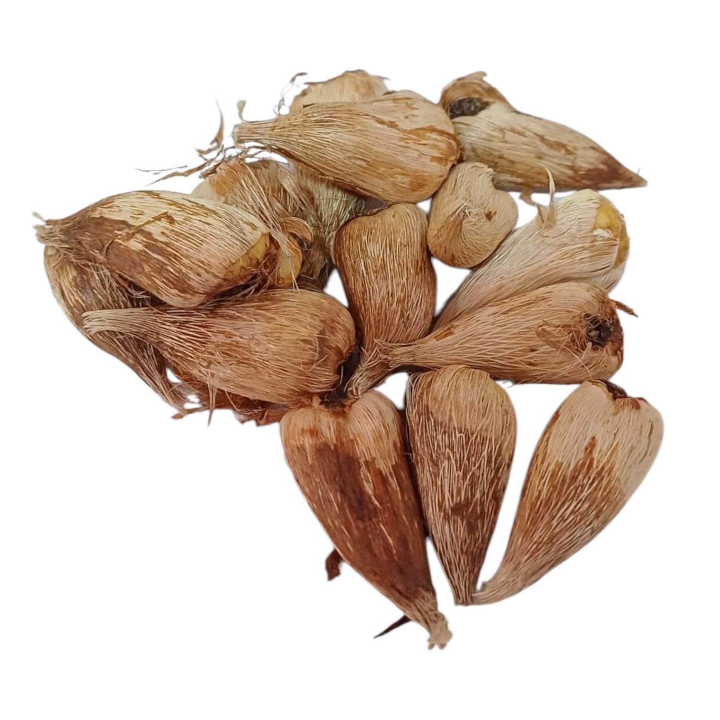 Bulbos Fresias dobles