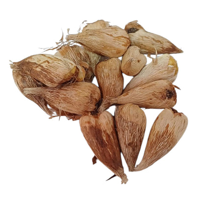 Bulbos Fresias dobles