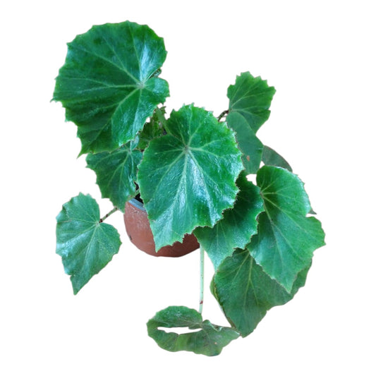 Begonia Lilypad