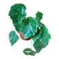 Begonia Lilypad