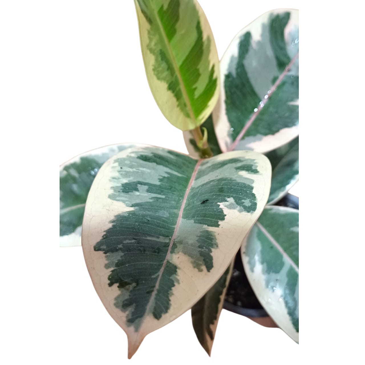 Ficus Tineke Gomero