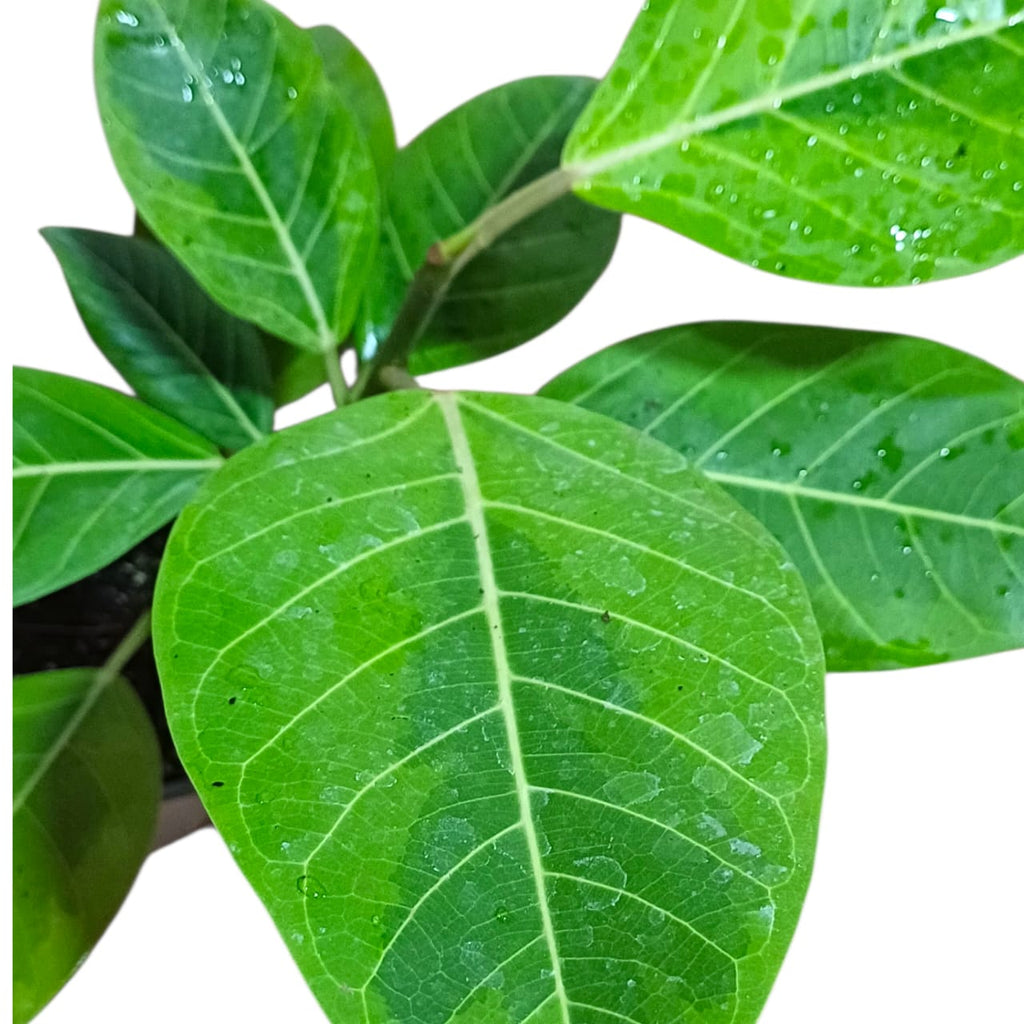 Ficus altissima Tamaño M