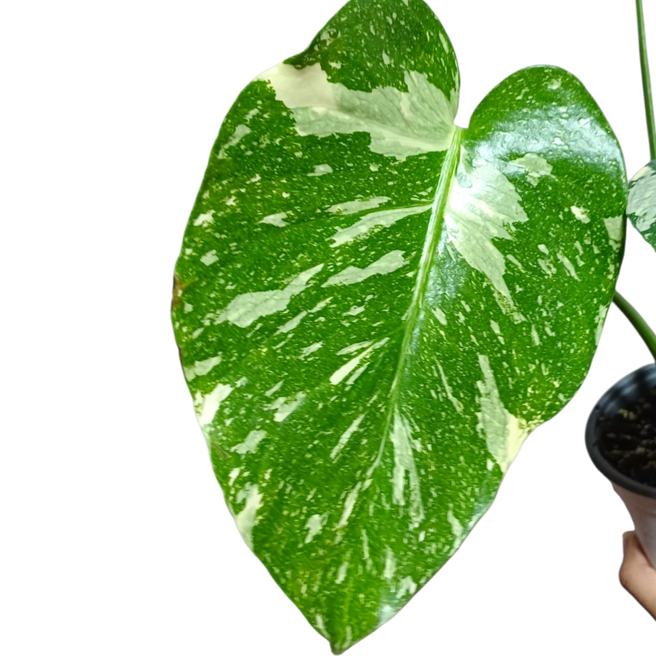 Mostera Deliciosa Thai Constellation