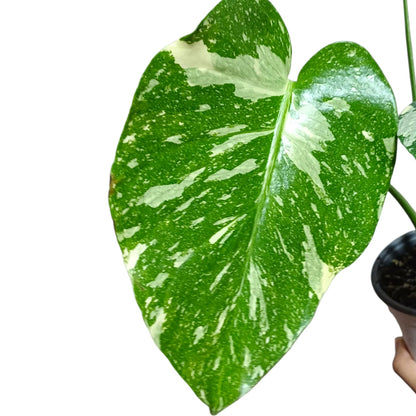 Mostera Deliciosa Thai Constellation