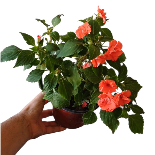 Alegria del hogar semi doble  m°15  mix colores al azar