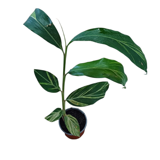 Alpinia Variegada Tamaño "M"