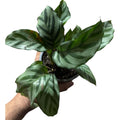 Calathea  freddie NUEVO INGRESO!