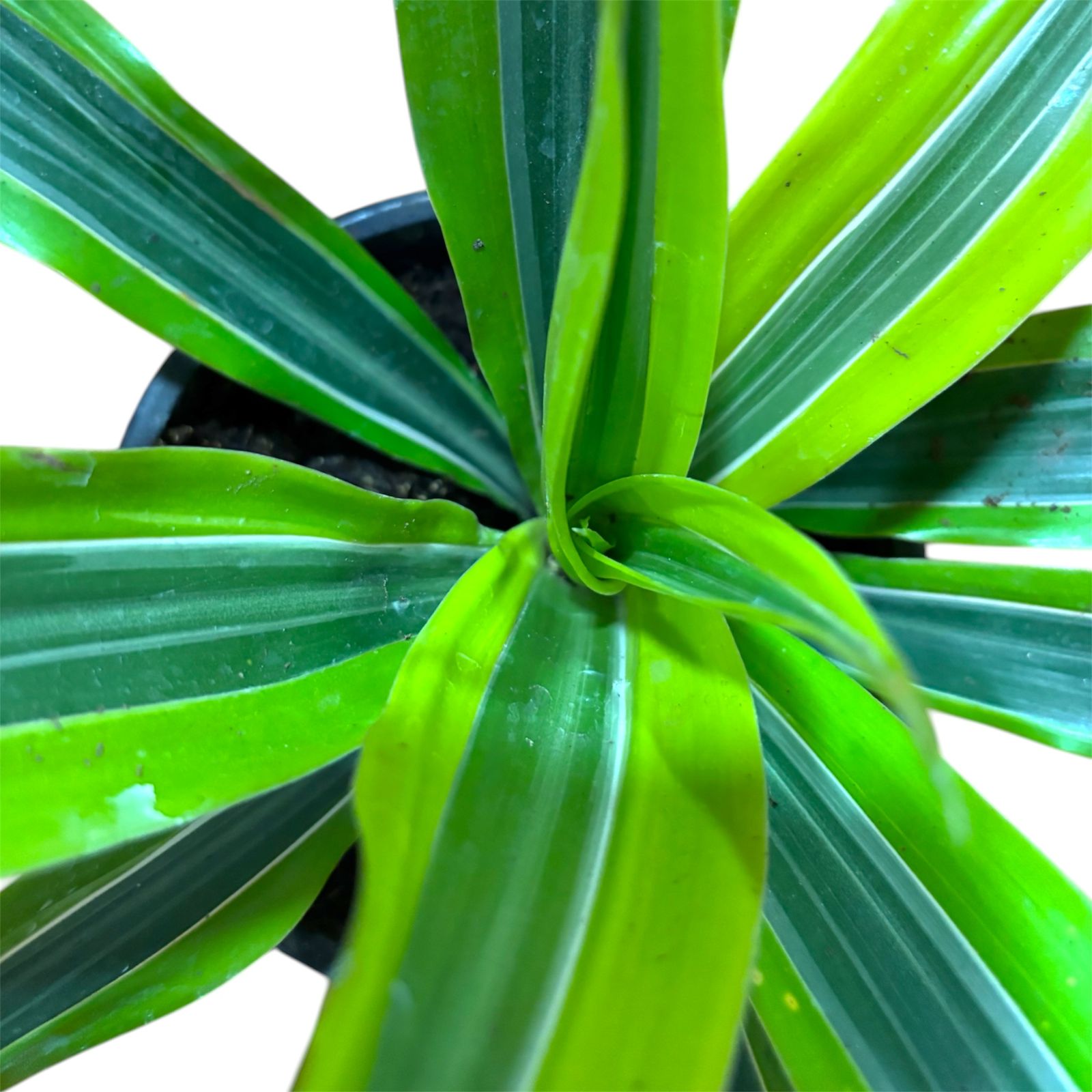 Dracena lemon  M