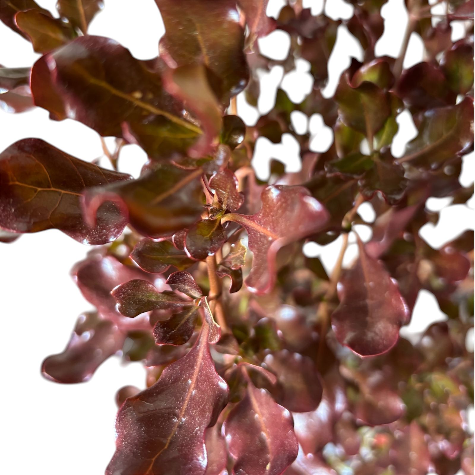 Coprosma chocolate