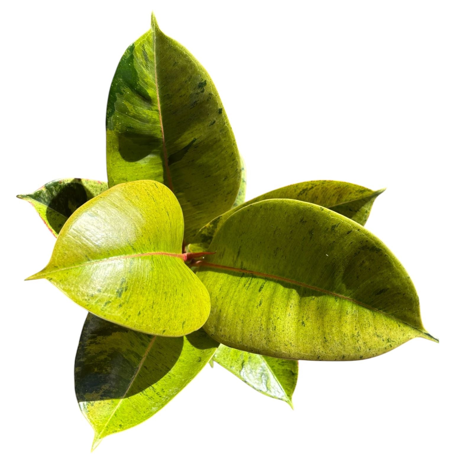 Ficus Siveriana Grande
