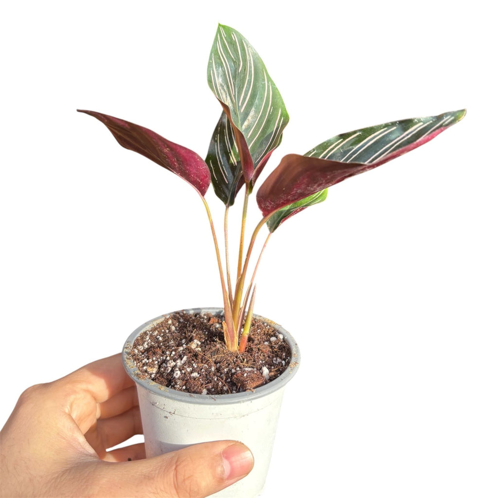 Calathea Ornata Sanderiana SUPER OFERTA!