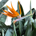 Strelitzia Reginae XL 7 AÑOS CON FLOR O BOTÓN!