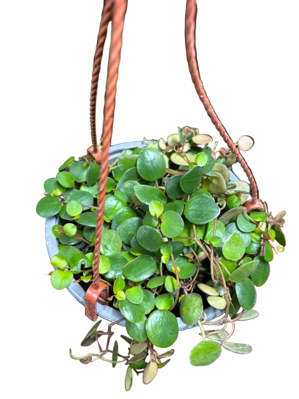 Peperomia Pepperspot OFERTA POCAS UNIDADES !