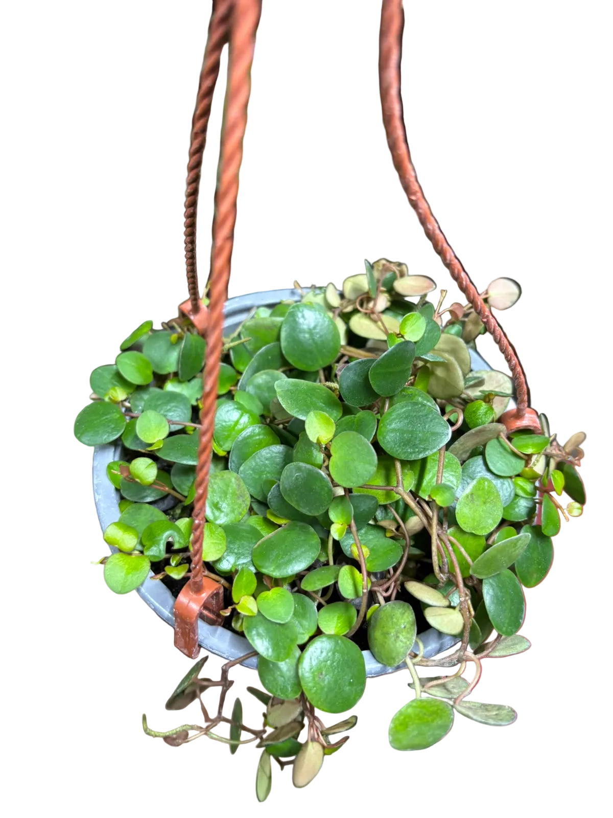 Peperomia Pepperspot OFERTA POCAS UNIDADES !