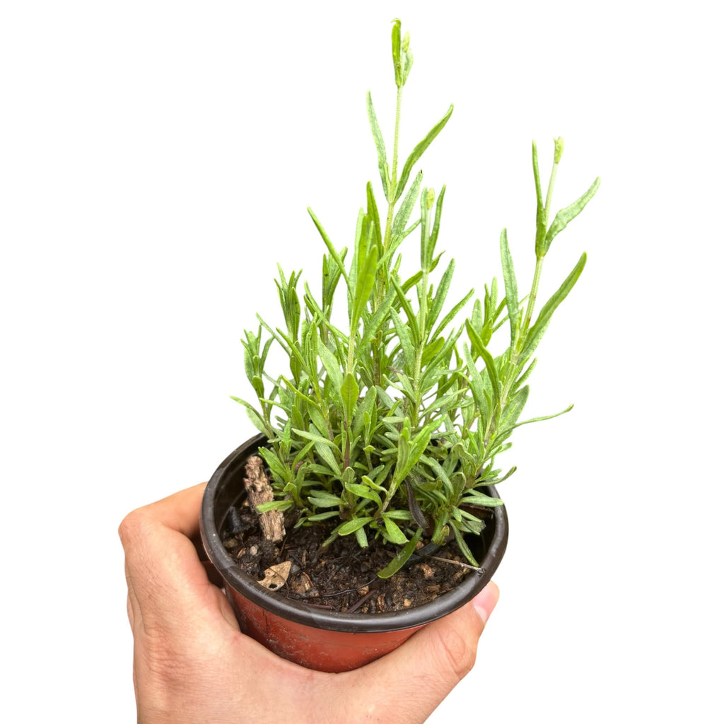 Lavanda Pequeña variedades OFERTA!