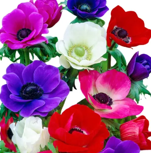 Bulbos de anemonas mix