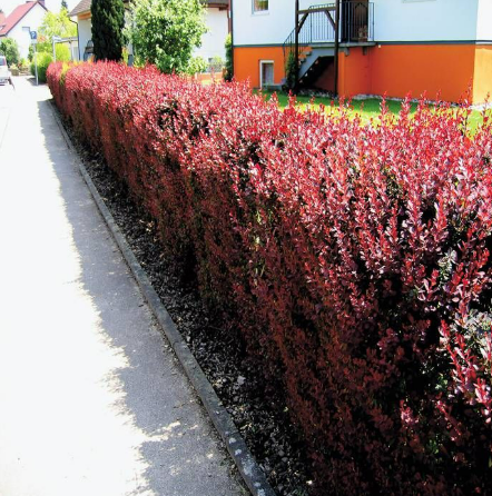 Coprosma Rojo