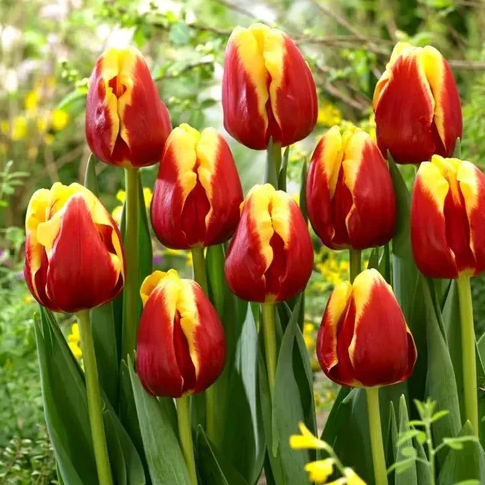 Bulbo Tulipán Denmark OFERTA CYBER!
