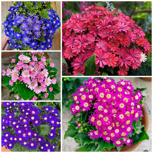 Cinerarias en boton mix colores al azar