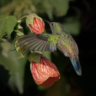 Abutilon Color al azar NUEVO INGRESO