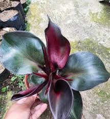 Philodendron Red Heart