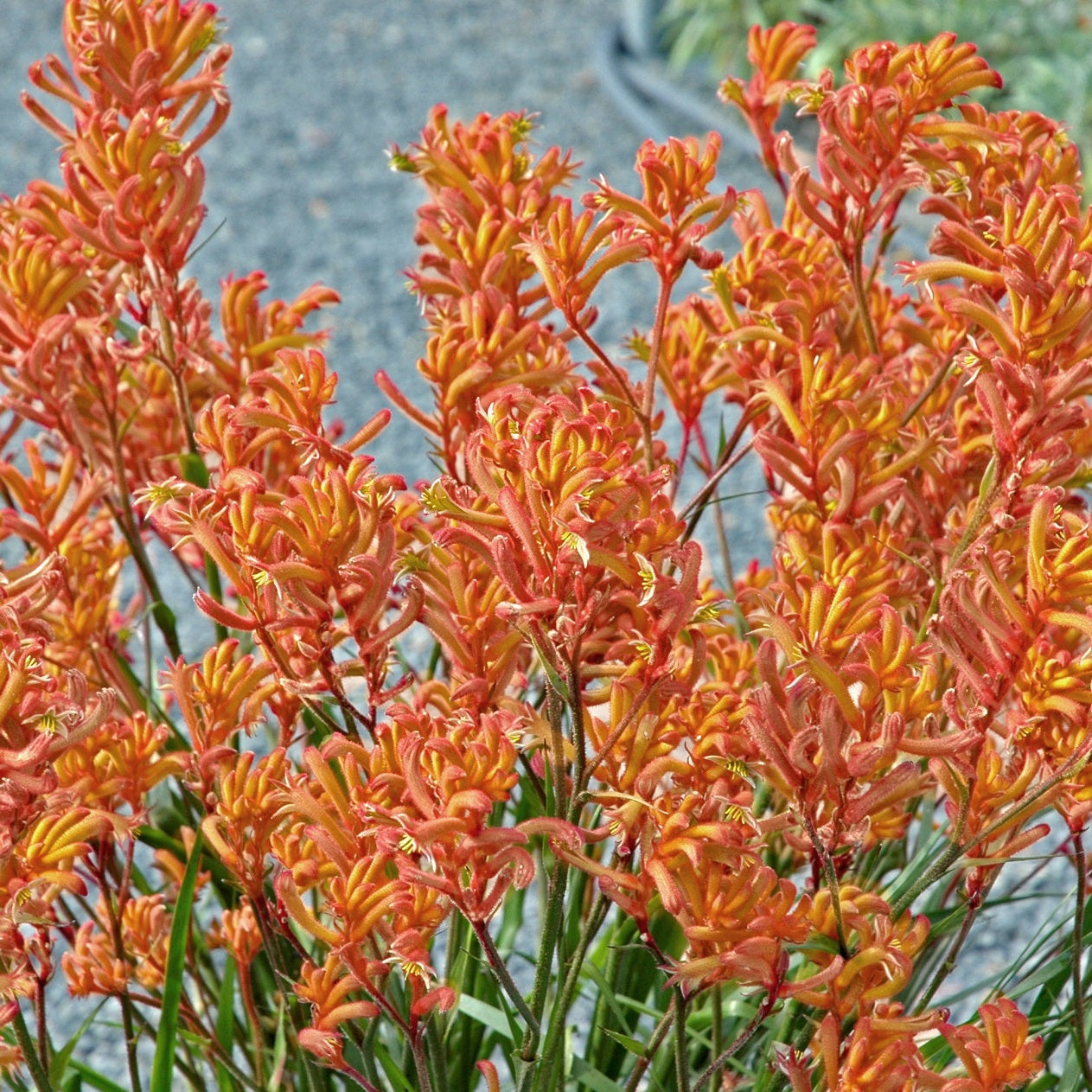Anigozanthos fire house Naranjo sin flor