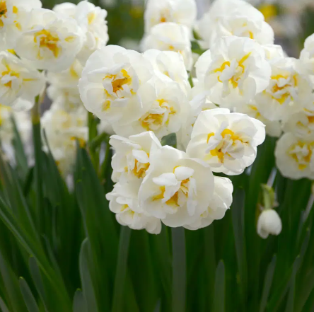 Bulbo Narcisos Bridal Crown