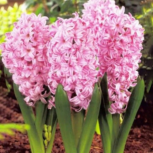 Bulbo Jacinto Pink Surprice