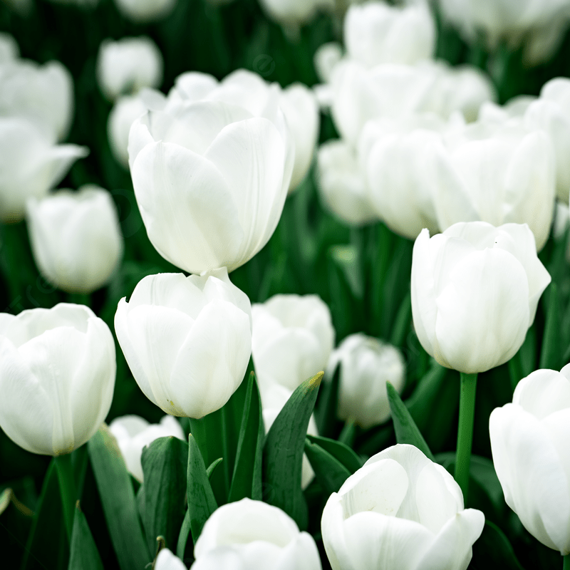 Bulbo Tulipán Lanka OFERTA CYBER!