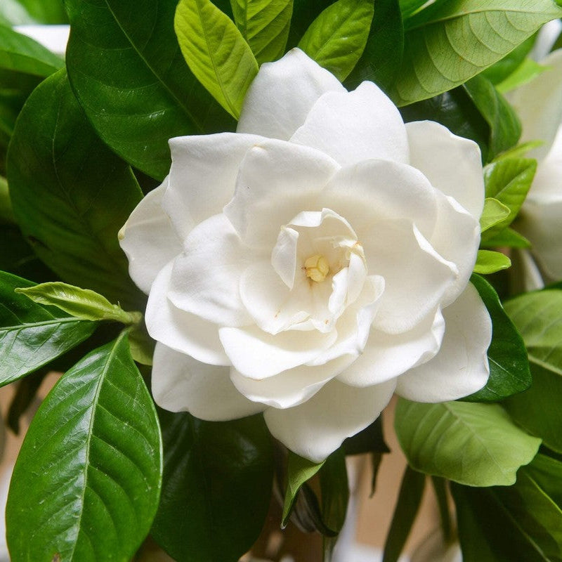 Gardenia Jazmin del cabo NUEVO INGRESO